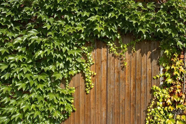 Scheunenhaus Aus Holz Mit Wilden Reben — Stockfoto