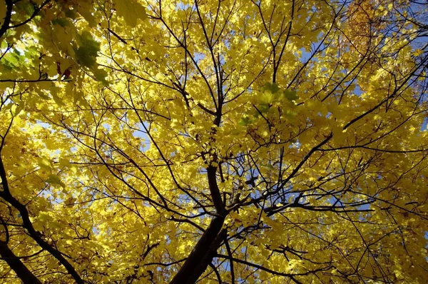 Park Ağaçlarda Sonbahar Sonbahar Yaprakları Ahşap Orman Kavramı Ile — Stok fotoğraf