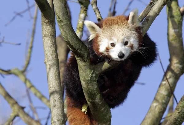 Niedlichen Roten Panda Ailurus Fulgens Auf Baum Zoo — Stockfoto
