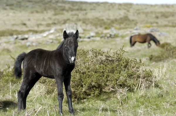 Źrebię Kuc Dartmoor National Park Devon Anglii — Zdjęcie stockowe