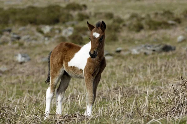 Źrebię Kuc Dartmoor National Park Devon Anglii — Zdjęcie stockowe