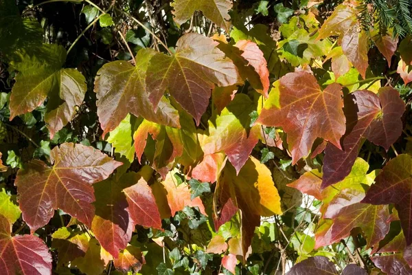 Цветные Осенние Листья Осенний Сезон — стоковое фото