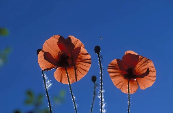 Papoula Vermelha Papaver Rhoeas Flores — Fotografia de Stock