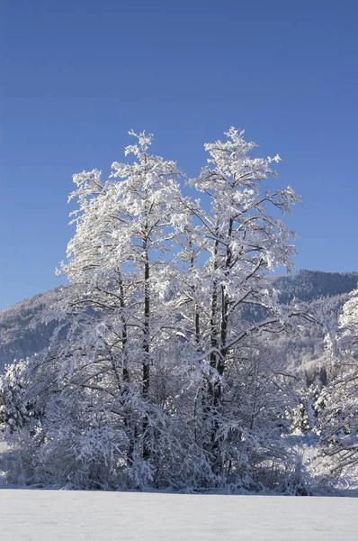 Sneeuw Bedekt Winterlandschap Murnauer Moos Moor Buurt Van Murnau Opper — Stockfoto