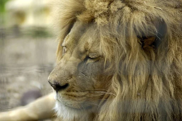 Atlas Oder Berberlöwe Panthera Leo Leo Männchen Gefangenschaft — Stockfoto