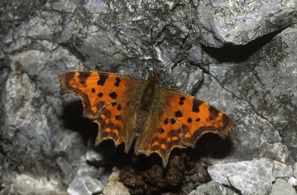 Κόμμα Πεταλούδα Polygonia Εξωτερικούς Χώρους — Φωτογραφία Αρχείου