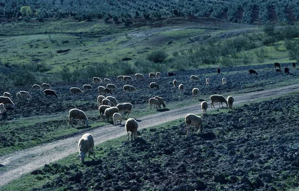 Sierra Morena Andalusia Province Jaen Spain — Stock Photo, Image