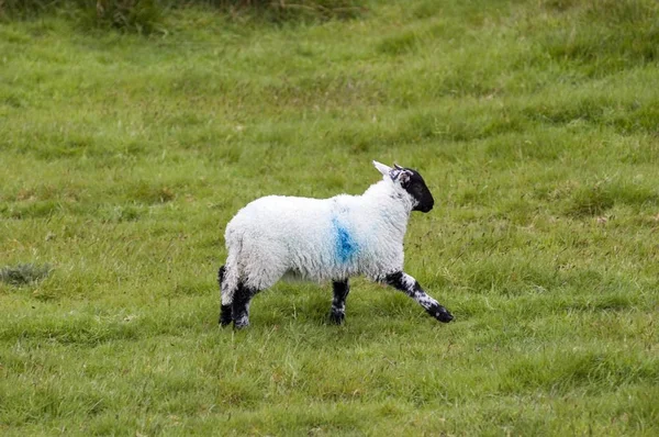 Sheep Two Bridges Dartmoor National Park Devon England — Stock Photo, Image