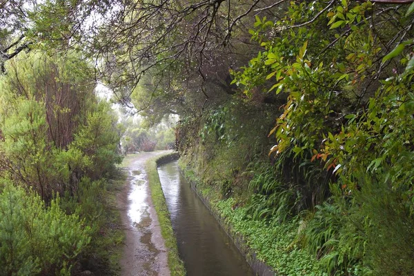 Levada Alecrim Bei Rabacal Madeira — Stockfoto