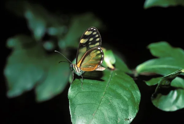 Papillon Déblaiement Eutresis Dilucida Costa Rica — Photo