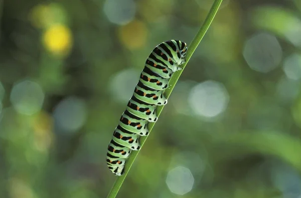 Caterpillar Swastlowtail Bfly Papilio Machaon Larva Germany — стоковое фото