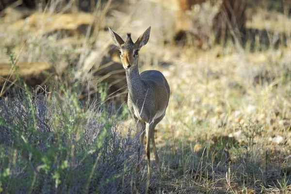 Närbild Gunthers Dik Dik Madoqua Guentheri Samburu Nationalpark Kenya Afrika — Stockfoto