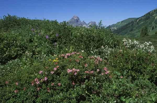 Alpenrose Tannberg Vorarlberg Österreich — Stockfoto