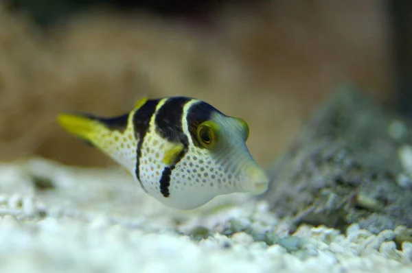 Close Blowfish Water — Stock Photo, Image