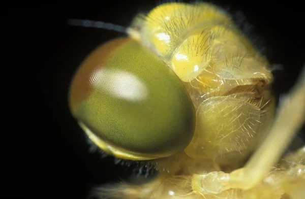 Nahaufnahme Makroaufnahme Der Schwarzen Darter Sympetrum Danae Libelle — Stockfoto