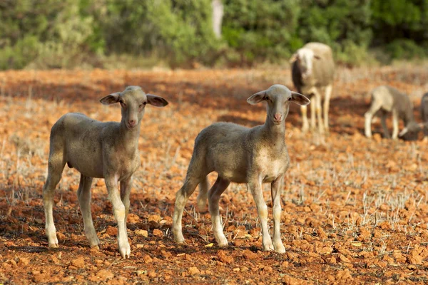 Sheep Sant Miquel Ibiza — Stock Photo, Image