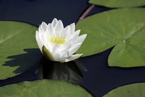 White Sea Rose Flower Pond Lily — Stock Photo, Image