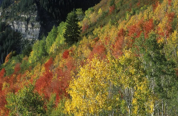 États Unis Utah Wasatch Range Aspen Grove Sundance Alpine Loop — Photo