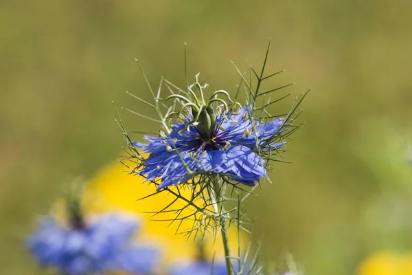 Liebe Nebel Nigella Damascena Miss Jeckyll Hahnenfußgewächse — Stockfoto