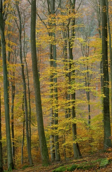 Floresta Outono Spessart Franconia Alemanha — Fotografia de Stock