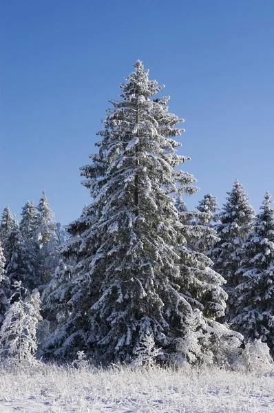 Neve Árvores Cobertas Floresta Paisagem Inverno — Fotografia de Stock