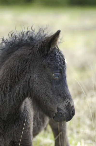 Dartmoor Pony Potro Dartmoor National Park Devon Inglaterra — Fotografia de Stock