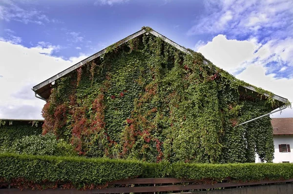 Casa Celeiro Madeira Com Videiras Selvagens — Fotografia de Stock