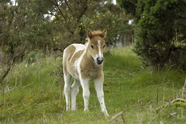 Shetland Pony Inghilterra Sud Occidentale — Foto Stock