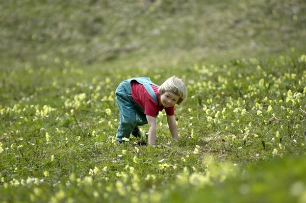 Treårig Flicka Blomsteräng Våren — Stockfoto