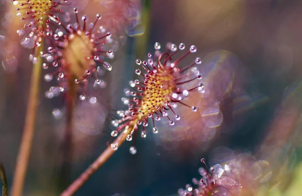 Drosera Intermedia Alemanha Planta Carnívora — Fotografia de Stock