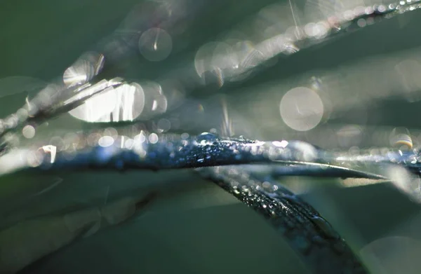 Hierba Verde Con Gotas Agua Tiro Cerca —  Fotos de Stock