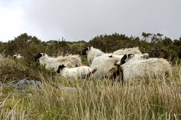 Schafe Dartmoor Nationalpark Devon England — Stockfoto