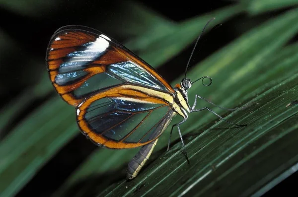 Tisztító Pillangó Ithomia Patilla Costa Rica — Stock Fotó