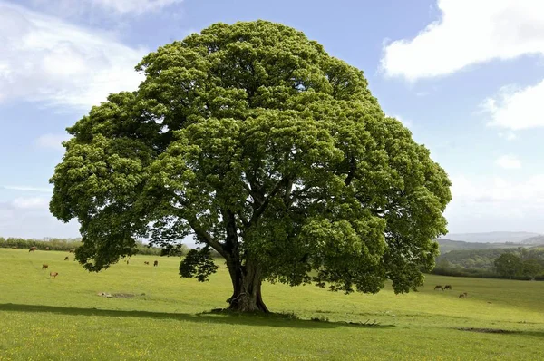 Σφενδάμι Treein Πράσινο Πεδίο Τοπίο Και Γαλάζιο Ουρανό — Φωτογραφία Αρχείου