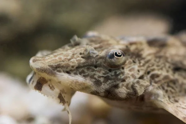 Rineloricaria Poisson Chat Fouet — Photo