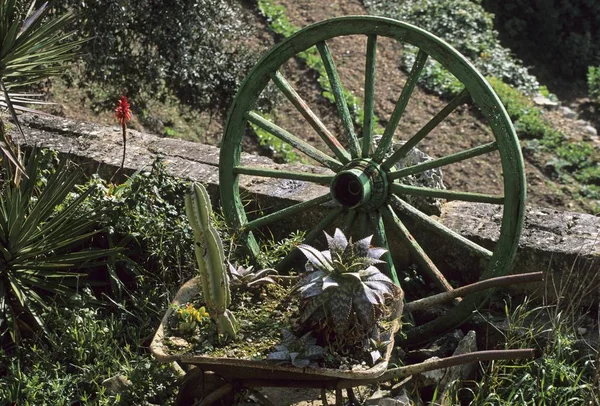 花园车轮装饰仙人掌植物 — 图库照片