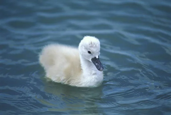 Pulcino Cigno Cygnus Olor — Foto Stock