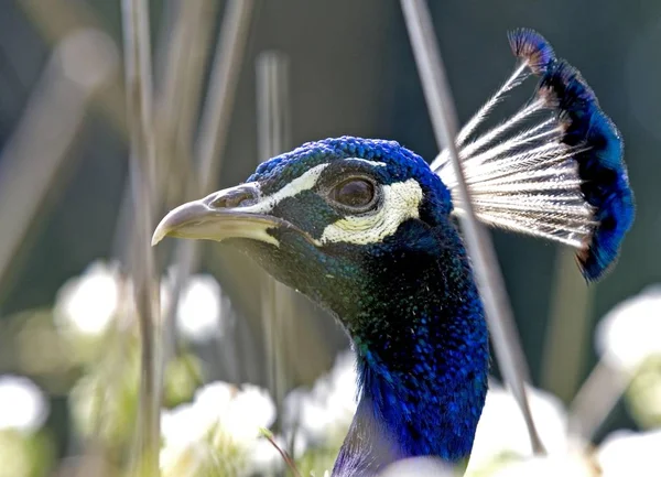 Blue Peafowl Pavo Cristatus Peacock Bird — Stock Photo, Image