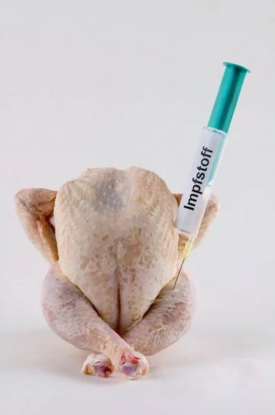 Chicken Bird Flu Influenza Pandemic Disease Illness Biohazard Danger Dangerous — Stock Photo, Image