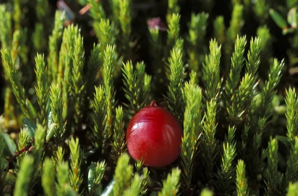 Small Cranberry Vaccinium Oxycoccos — Stock Photo, Image