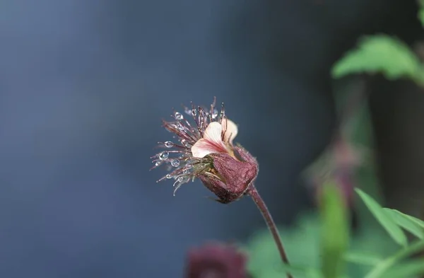 Вода Авенс Фіолетовий Avens Geum Rivale Німеччина — стокове фото