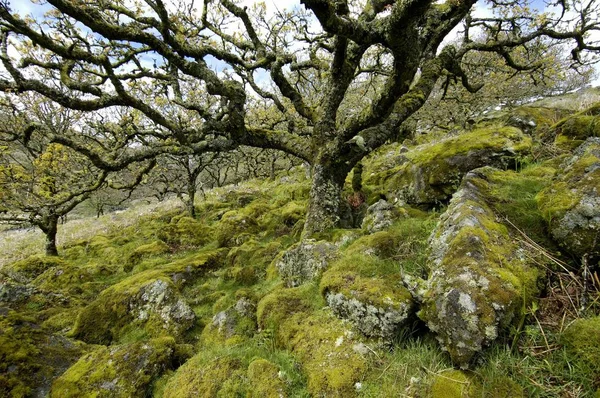 Whistleblower Wald Der Nähe Von Zwei Brücken Dartmoor Nationalpark Devon — Stockfoto