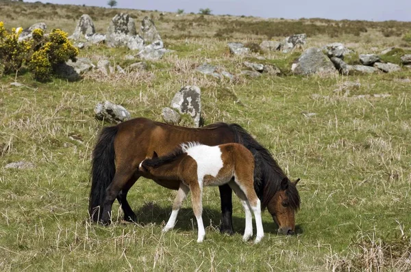 Pony Con Puledro Dartmoor National Park Devon Inghilterra — Foto Stock