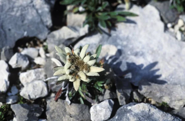 Stella Alpina Leontopodium Alpinum Alpi — Foto Stock