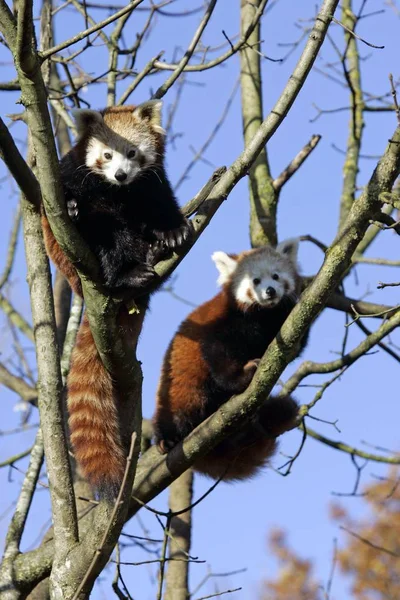 Roter Panda Ailurus Fulgens Auf Baum Zoo — Stockfoto