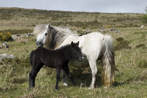 Poney Avec Poulain Parc National Dartmoor Devon Angleterre — Photo