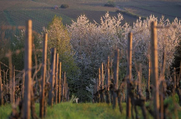 Albero Ciliegio Fiorito Con Fiori Bianchi Prunus Avium — Foto Stock