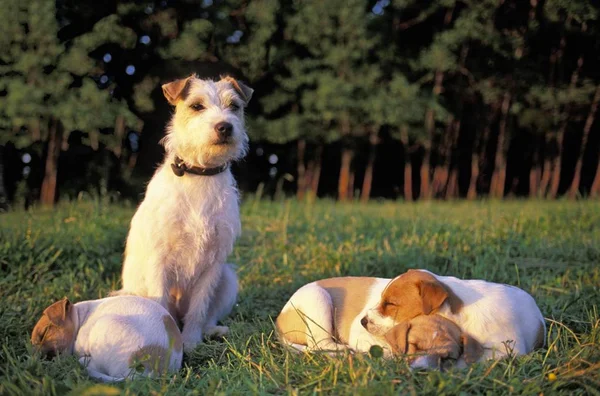 Peludo Jack Russel Terrier Cão Com Filhotes — Fotografia de Stock