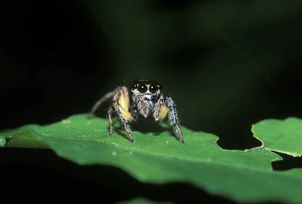 Araignée Salticidae Malaisie Assise Sur Une Feuille Verte — Photo