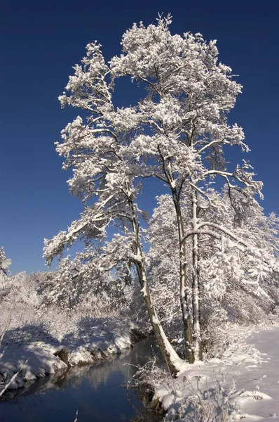 Sneeuw Bedekt Winterlandschap Murnauer Moos Moor Buurt Van Murnau Opper — Stockfoto